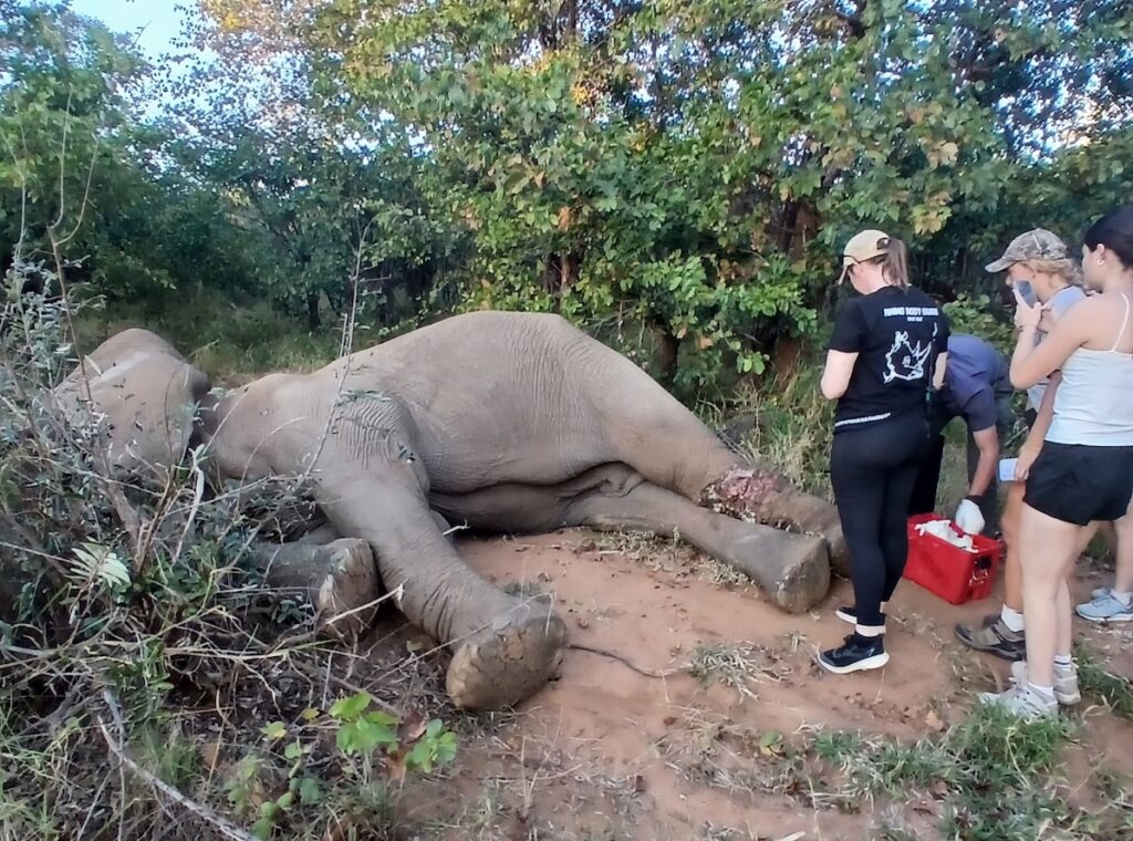 Freeing a Snared Elephant at Mthimkulu