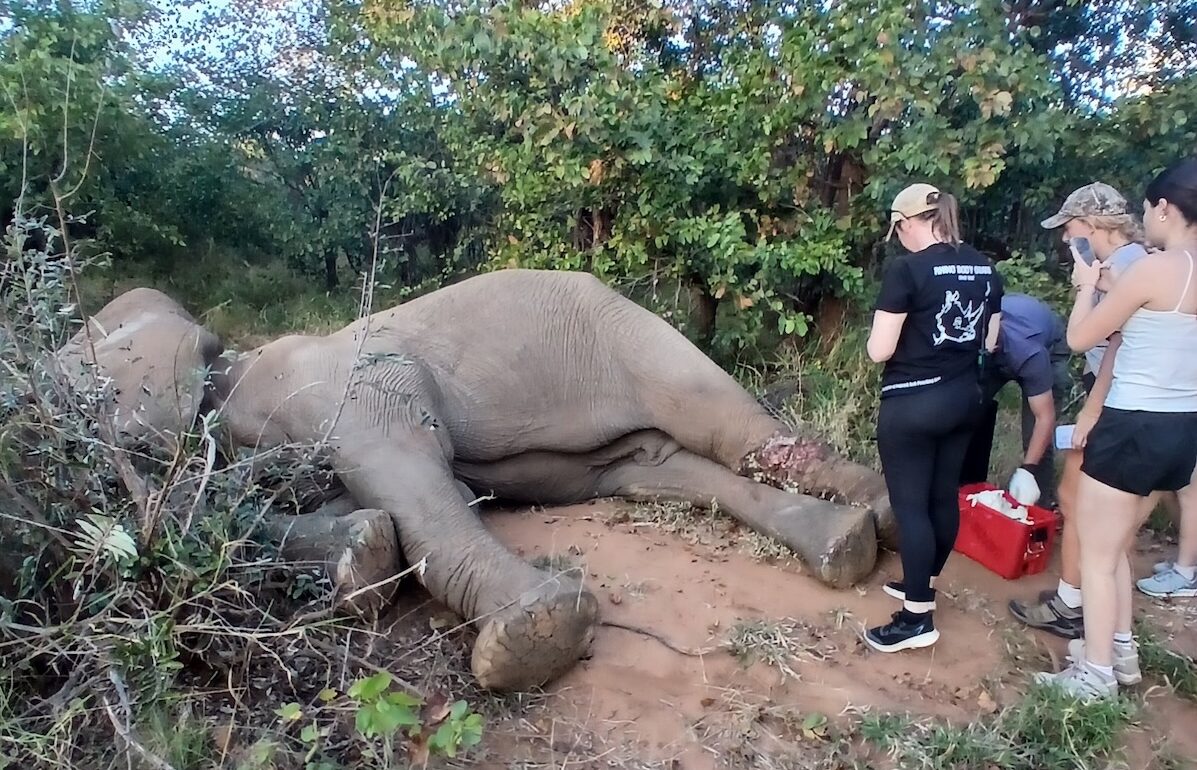 Freeing a Snared Elephant at Mthimkulu