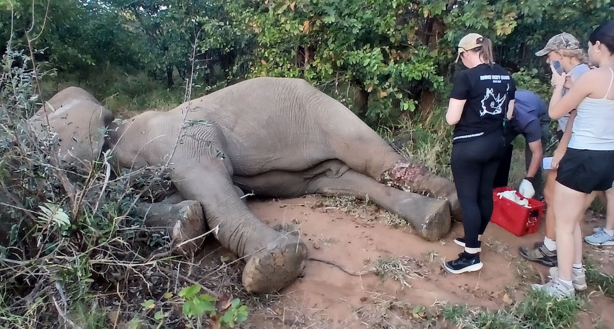 Freeing a Snared Elephant at Mthimkulu