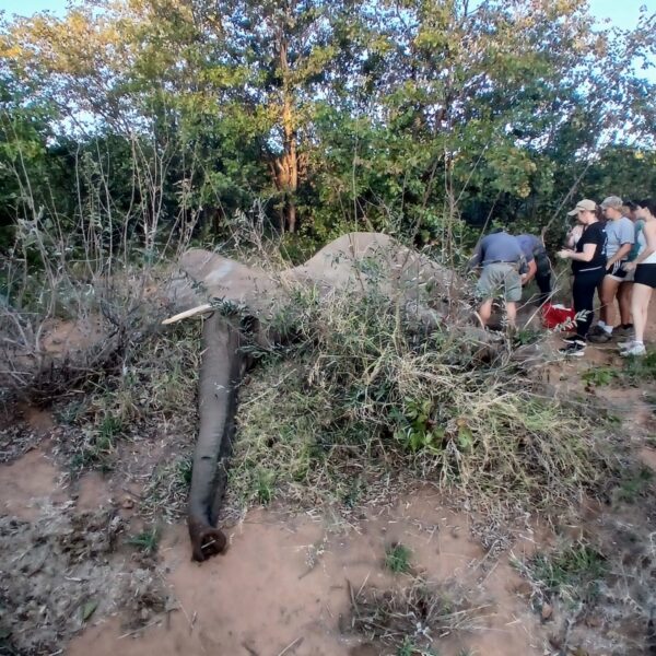 Freeing a Snared Elephant at Mthimkulu