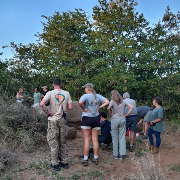 Freeing a Snared Elephant at Mthimkulu