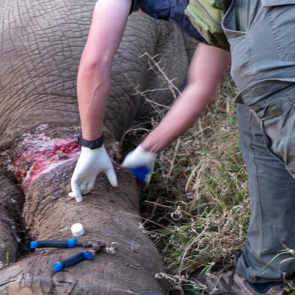 Freeing a Snared Elephant at Mthimkulu