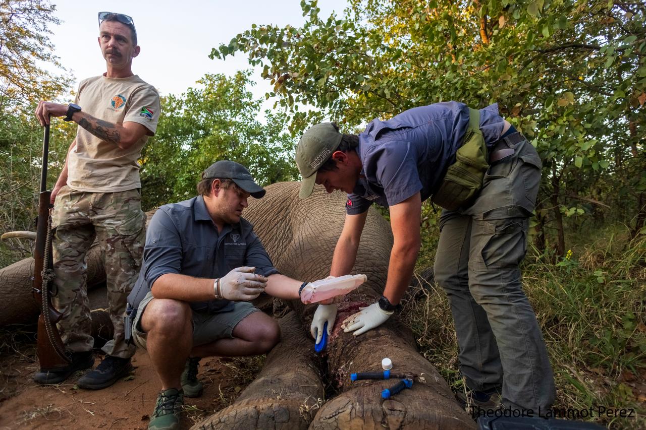 Freeing a Snared Elephant at Mthimkulu