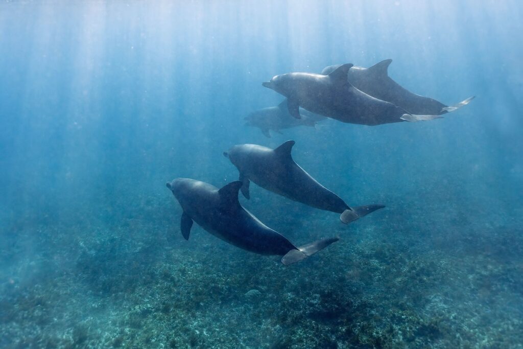 dolphin monitoring in Zanzibar