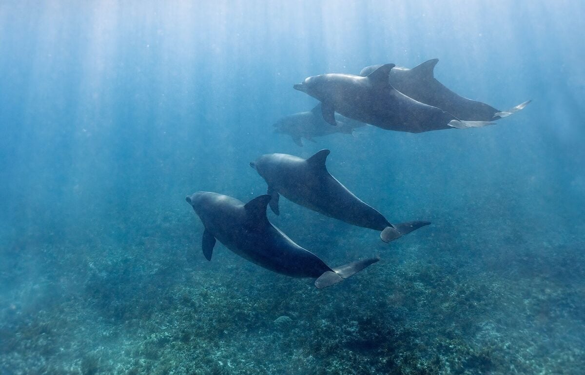 dolphin monitoring in Zanzibar