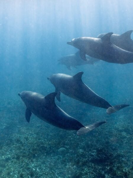 dolphin monitoring in Zanzibar