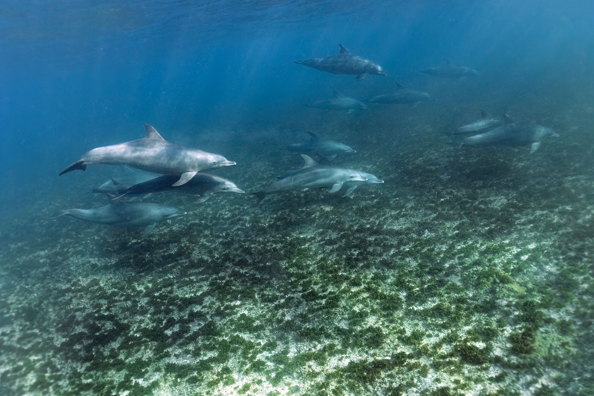 dolphins in Zanzibar