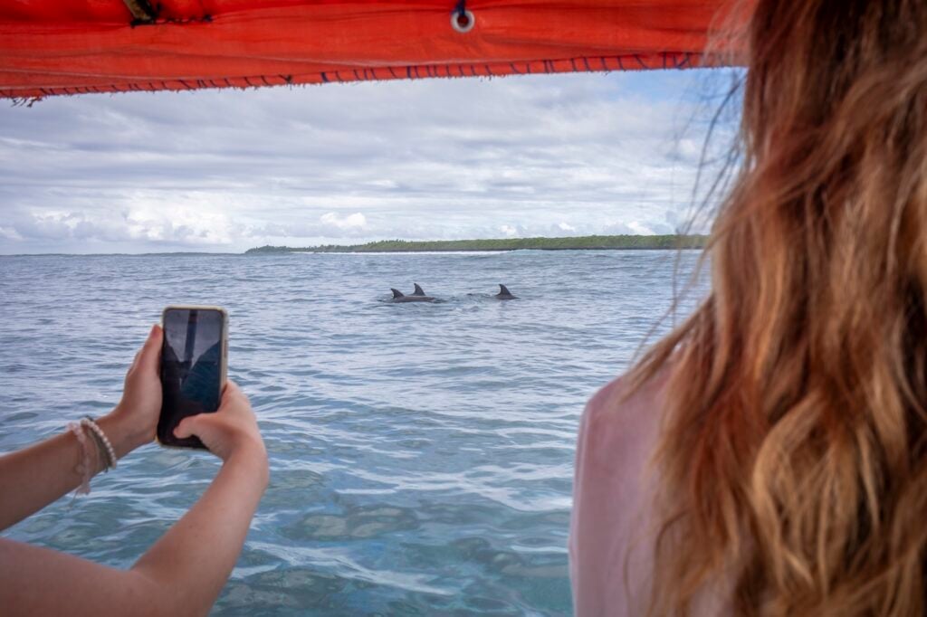 dolphin monitoring in Zanzibar