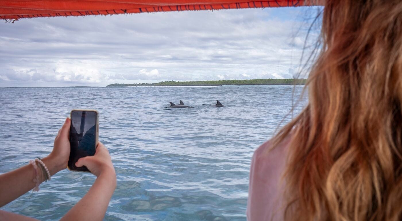 dolphin monitoring in Zanzibar