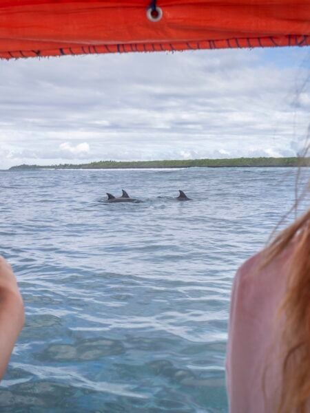 dolphin monitoring in Zanzibar