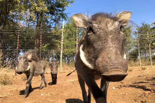 volunteer-wildlife-rehabilitation-centre-rescue-release-south-africa
