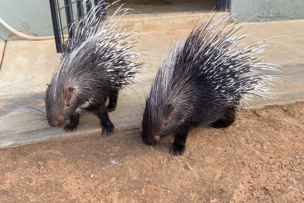 volunteer-wildlife-rehabilitation-centre-rescue-release-south-africa